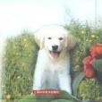 愛犬養護 愛犬養護