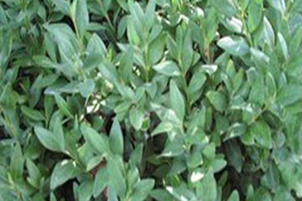 Buxus sempervirens \x27Flora Place\x27 Buxus sempervirens \x27Flora Place\x27