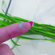 藍礬韭菜 藍礬韭菜