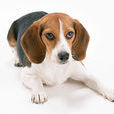 哈利犬 哈利犬