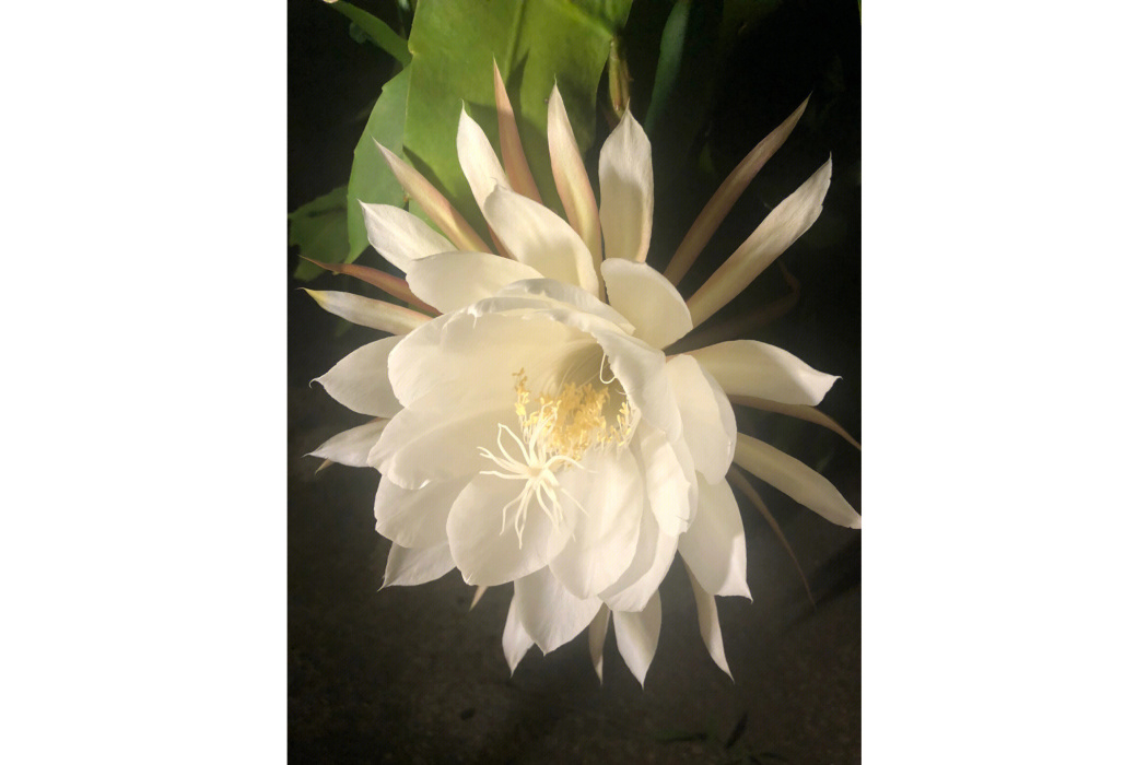 曇花(橘子班製作的文字冒險遊戲) 曇花(橘子班製作的文字冒險遊戲)