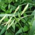 畫眉草 畫眉草