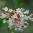 藍黑果莢蒾 藍黑果莢蒾