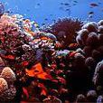 石珊瑚目