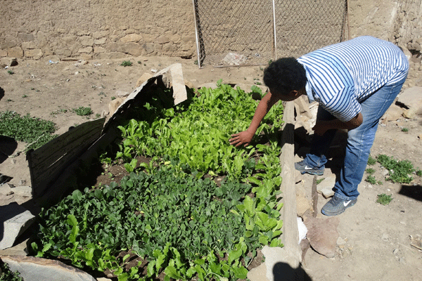 2015年偏吉鄉試點推廣天然無公害露天蔬菜種植