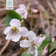 西山堇菜 西山堇菜