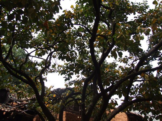 獅峰村柿子樹