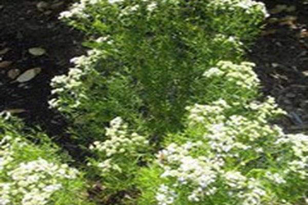 Pycnanthemum tenuifolium \x27Cat Springs\x27 Pycnanthemum tenuifolium \x27Cat Springs\x27