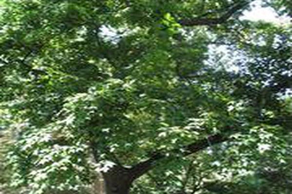 Liquidambar formosana