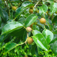 垂葉榕(小葉榕（桑科榕屬植物垂葉榕）)