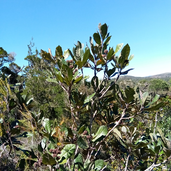 Nuxia pachyphylla