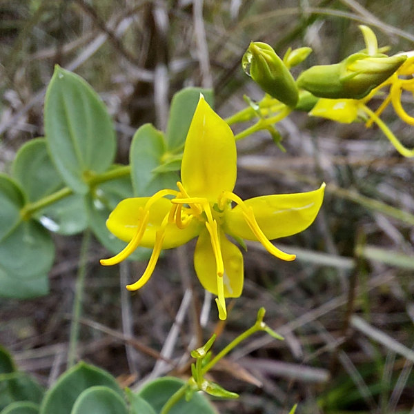 Cambessedesia purpurata