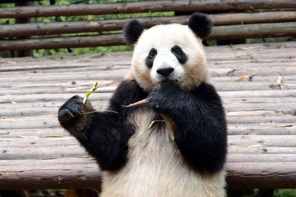 熊貓小喬 熊貓小喬
