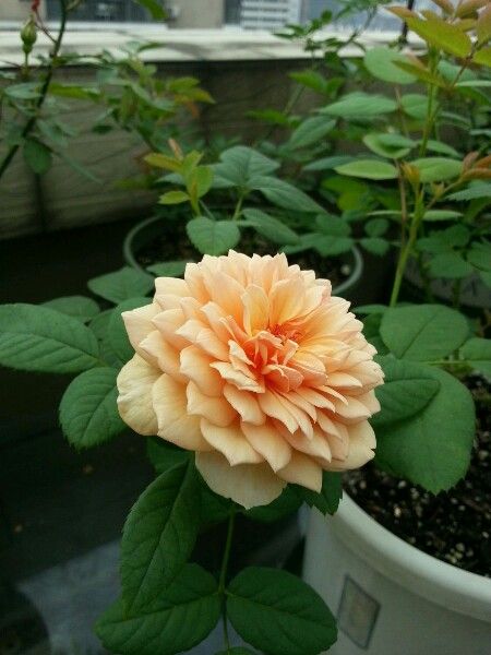 格雷斯(薔薇屬月季栽培品種) 格雷斯(薔薇屬月季栽培品種)