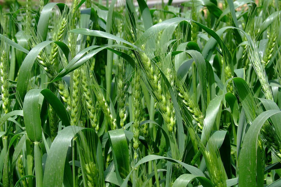 平安8號 平安8號