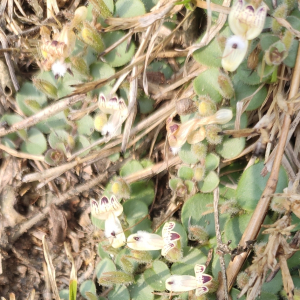 Andrographis serpyllifolia