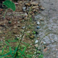 天目珍珠菜 天目珍珠菜