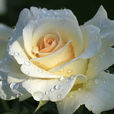 愛與和平(薔薇屬月季栽培品種) 愛與和平(薔薇屬月季栽培品種)