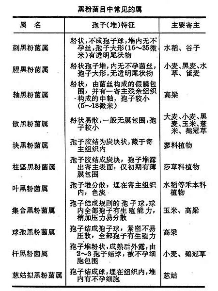 黑粉病菌類 黑粉病菌類