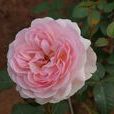 阿詩瑪(薔薇屬栽培品種) 阿詩瑪(薔薇屬栽培品種)
