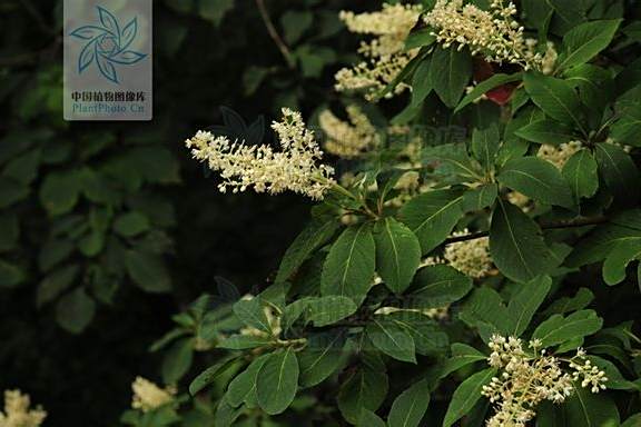 華東山柳