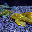 琵琶鼠魚 琵琶鼠魚