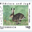 野生動物和狩獵系列：歐洲野兔