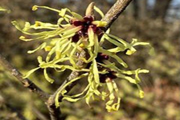 Hamamelis × intermedia \x27Limelight\x27