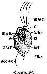 毛滴蟲屬