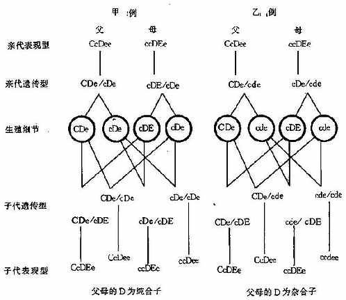 Rh陽性(陽性血英文簡稱)