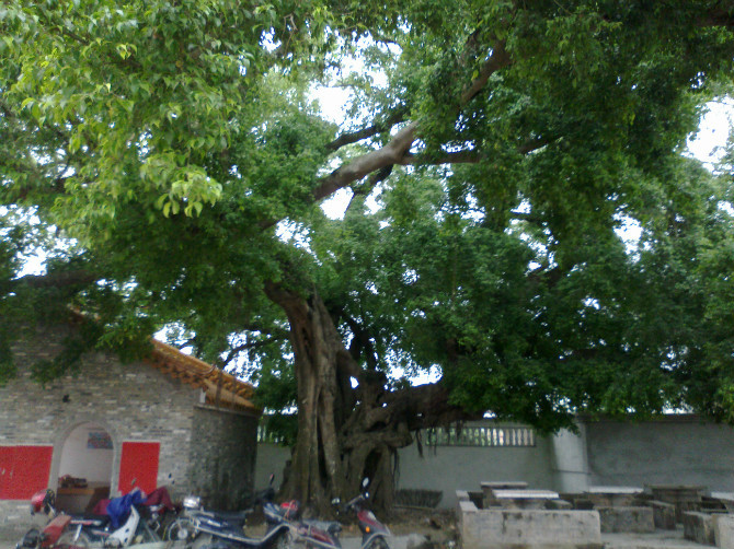 文林村三四百年古榕樹被破壞前的樣子