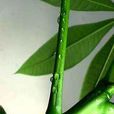 甘露蜜 甘露蜜