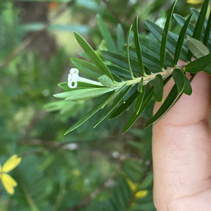 Pimelea aquilonia