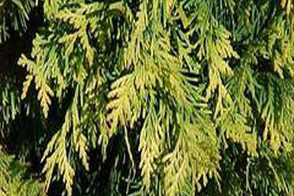 Thuja occidentalis \x27Golden Globe\x27 Thuja occidentalis \x27Golden Globe\x27