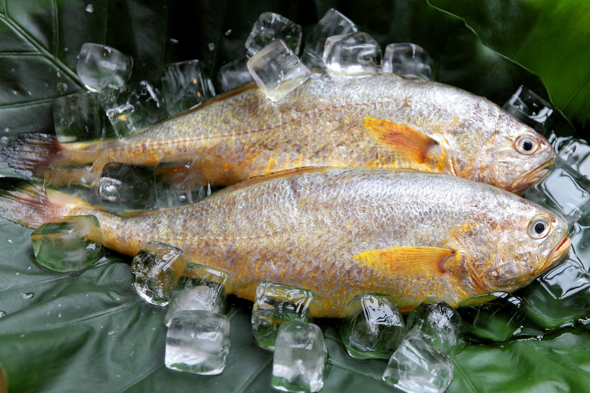 冷冻海鲜食品大黄鱼|摄影|产品摄影|斯巴达三百美工 - 原创作品 - 站酷 (ZCOOL)