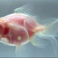 透明金魚