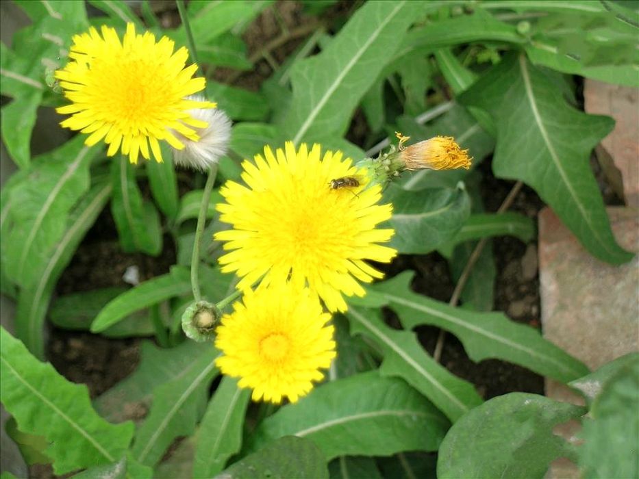 黃瓜菜(菊科假還陽參屬植物) 黃瓜菜(菊科假還陽參屬植物)