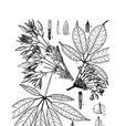 石月(木通科野木瓜屬植物) 石月(木通科野木瓜屬植物)