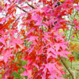 麗紅(槭屬觀賞植物) 麗紅(槭屬觀賞植物)