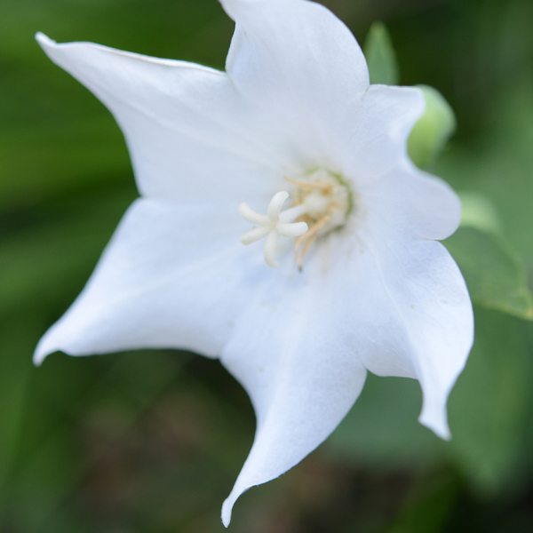 Platycodon grandiflorus