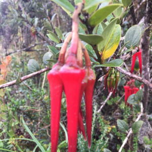 Ceratostema alatum