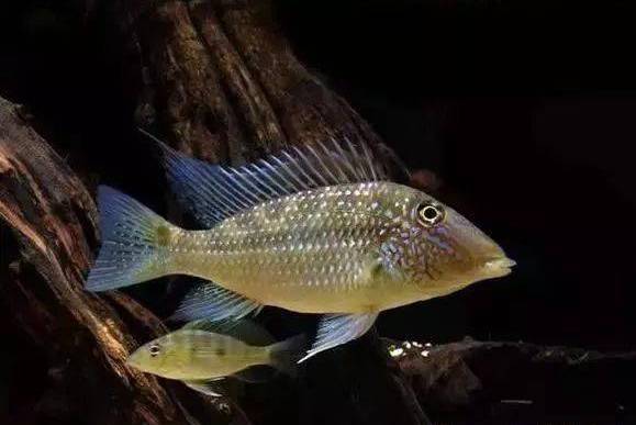 格氏帚麗鯛