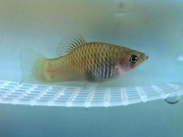 花斑劍尾魚 花斑劍尾魚