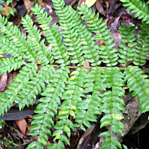 Cojoba costaricensis