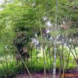 竹類植物