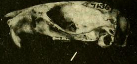 稻大鼠的頭顱骨