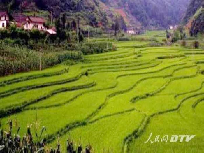 農業生產強勁-水稻繞山川