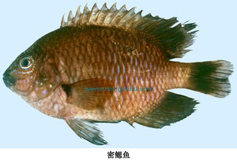 密鰓魚屬 密鰓魚屬