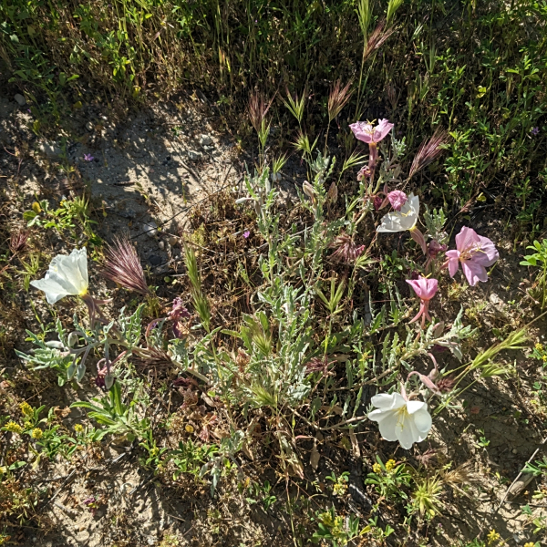 Oenothera avita