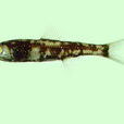 瓦氏角燈魚 瓦氏角燈魚